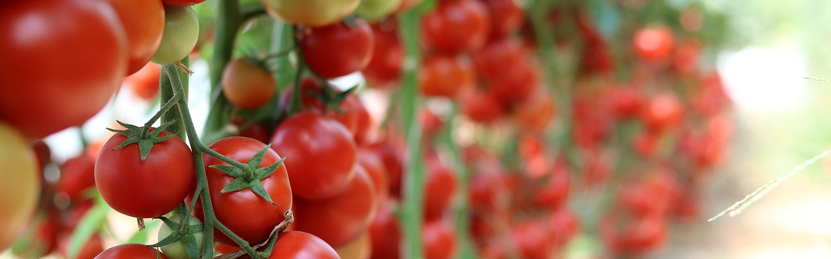 KI generiert: Reihen von roten und grünen Tomaten an Pflanzen im Garten.