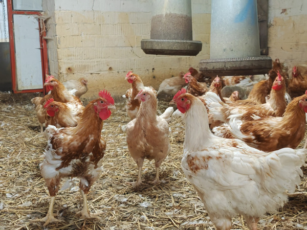 Ein Blick in den Stall