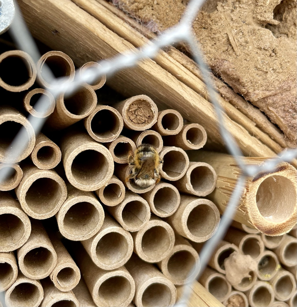 KI generiert: Das Bild zeigt eine Biene, die vor einem Bündel Schilfrohre in einem Insektenhotel sitzt. Die Szene ist von einem Drahtgeflecht umgeben.