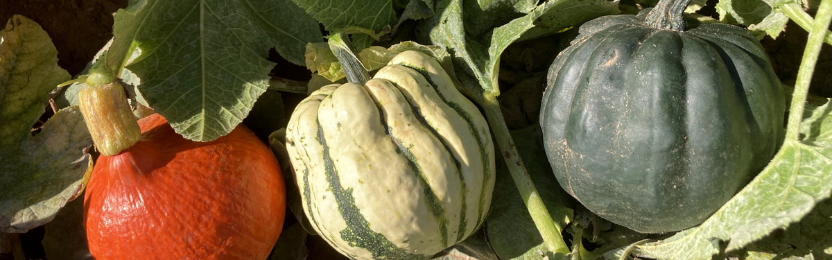 Kürbisvielfalt