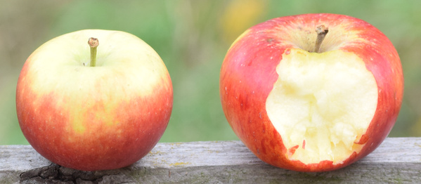 Apfel