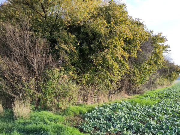 KI generiert: Das Bild zeigt eine grüne Hecke, die an ein Feld mit Gemüse grenzt. Im Vordergrund ist grasbewachsener Boden sichtbar.