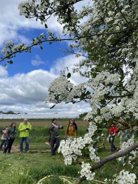 KI generiert: Im Vordergrund des Bildes sind blühende weiße Blumen an einem Baum zu sehen, während im Hintergrund Menschen in einer ländlichen Umgebung stehen und miteinander sprechen. Der Himmel ist teils bewölkt, was der Szene eine frühlingshafte Atmosphäre verleiht.