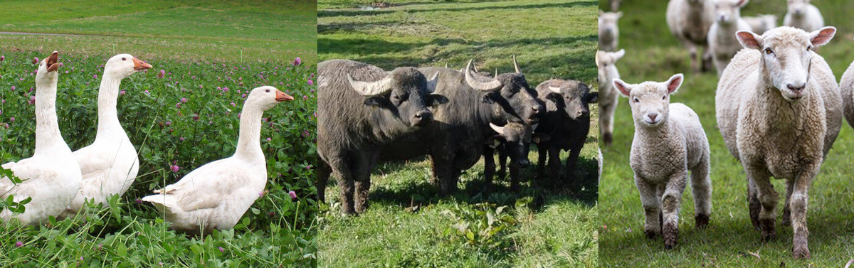 KI generiert: Das Bild zeigt eine Collage von drei Tiergruppen auf Weiden: links sind Gänse, in der Mitte Wasserbüffel und rechts Schafe mit einem Lamm. Alle Tiere stehen auf grünen Wiesen.