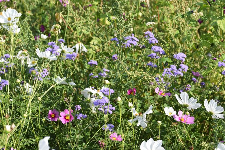 KI generiert: Eine bunte Blumenwiese mit violetten, weißen und rosa Blüten im Sonnenschein.