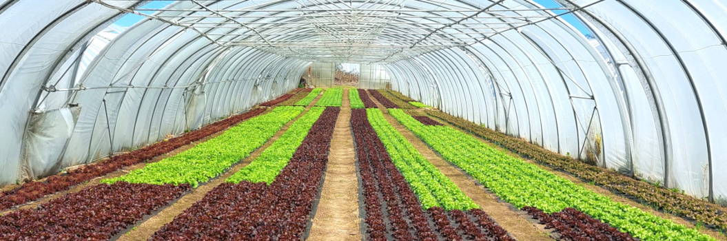 KI generiert: Ein Gewächshaus mit Reihen von buntem Salat.