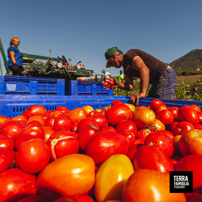 Tomatenernte