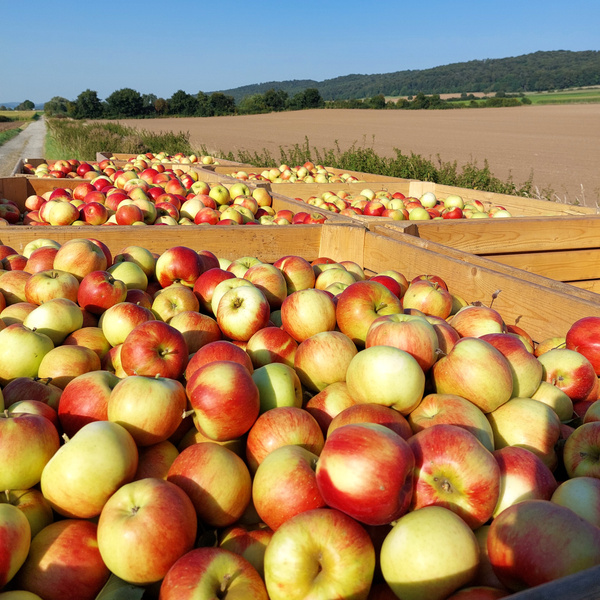 Äpfel in Kisten bei der Apfelernte