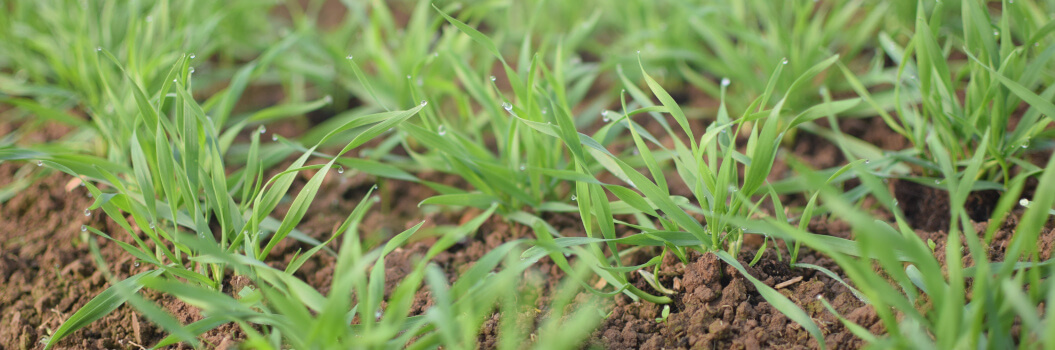 KI generiert: Junge grüne Pflanzen sprießen aus fruchtbarem, feuchtem Boden.