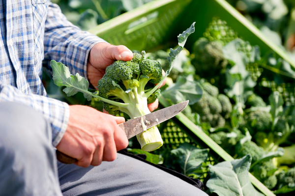 KI generiert: Eine Person schneidet Brokkoli in einem Feld. Im Hintergrund sind grüne Kisten voller Brokkoli.
