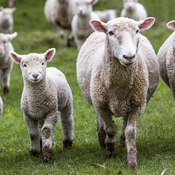 Produktfoto zu Lamm-Schnitzel in Kräuter-Marinade 0,24kg von Schäfers