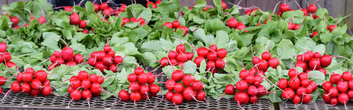 KI generiert: Frische rote Radieschenbündel mit grünen Blättern auf einem Gitter.