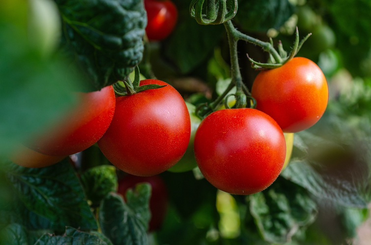 Tomaten haben Hochsaison