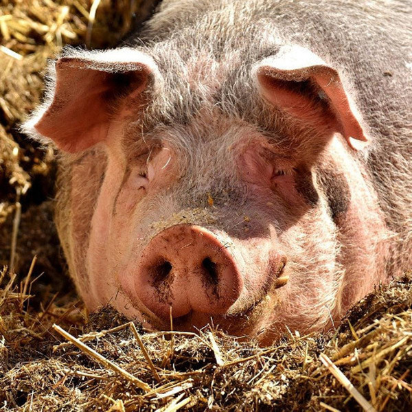 Produktfoto zu Schweine-Schnitzel aus der Oberschale
