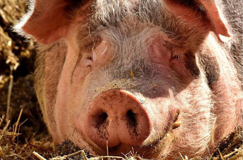 Schweinefleisch vom Biolandhof Öx
