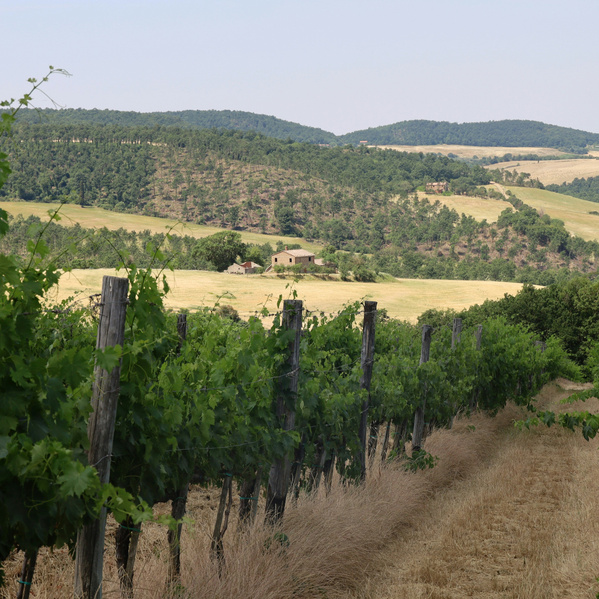 Weinberge Italien
