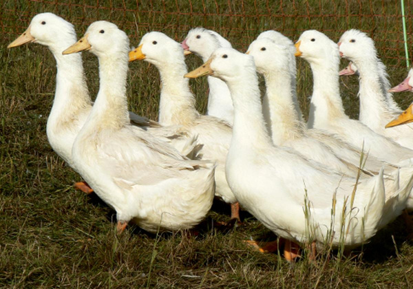 Produktfoto zu Ente groß ca. 2,5-3kg