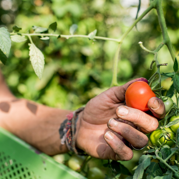 Tomatenernte
