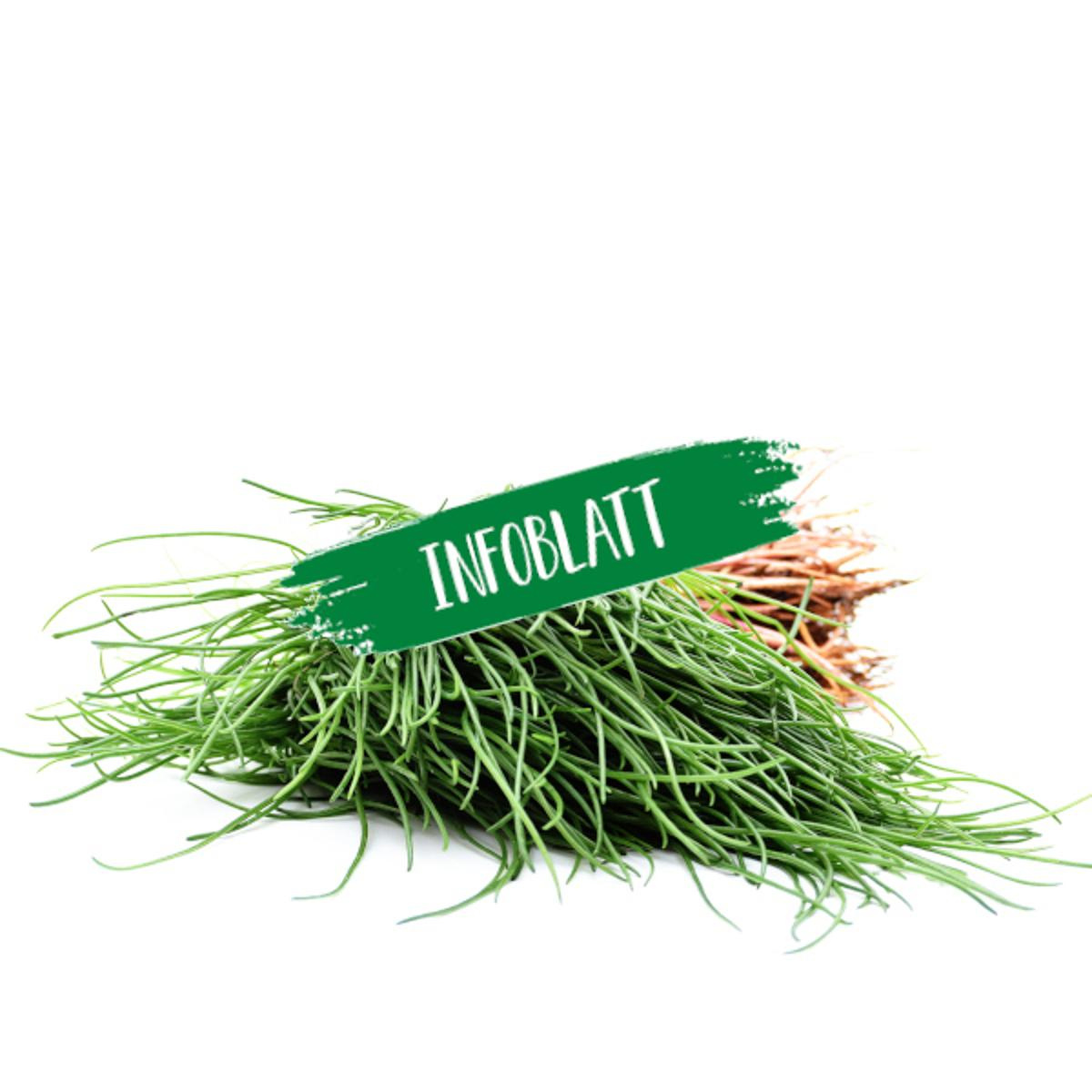 Infoblatt Mönchsbart