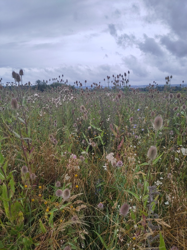 KI generiert: Das Bild zeigt eine Wiese mit zahlreichen Disteln und Wildblumen unter einem bewölkten Himmel. Im Hintergrund sind Felder und Bäume zu erkennen.