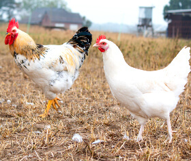 Hahn und Henne Ökologische Tierzucht