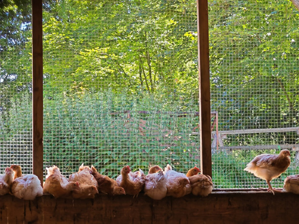 Eine Hühnergruppe vor dem Grünauslauf