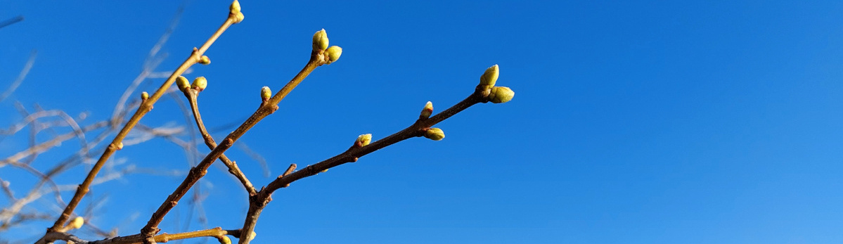 KI generiert: Zweig mit Knospen vor klarem, blauem Himmel.