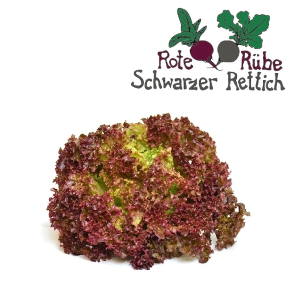 Produktfoto zu Salat, Lollo Rosso