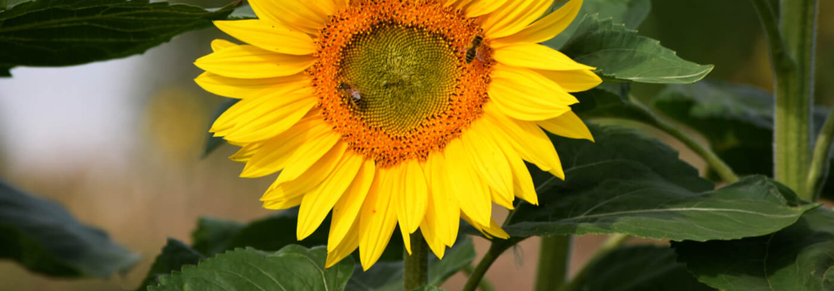 Sonnenblume blühend