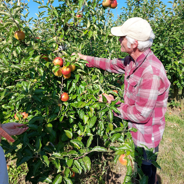 KI generiert: Eine Person pflückt Äpfel von einem Baum in einem Obstgarten.