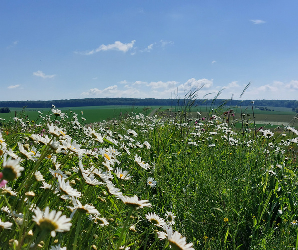 KI generiert: Blumenwiese unter blauem Himmel mit grüner Landschaft im Hintergrund.