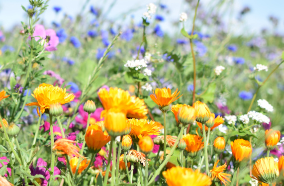 Bunte, blühende Blumen