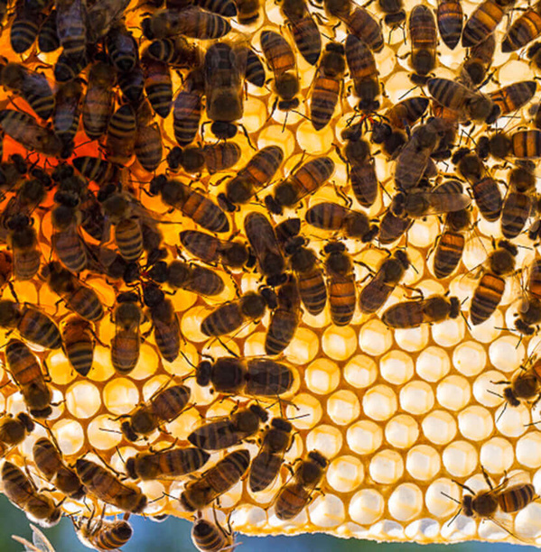 Bienenwaben