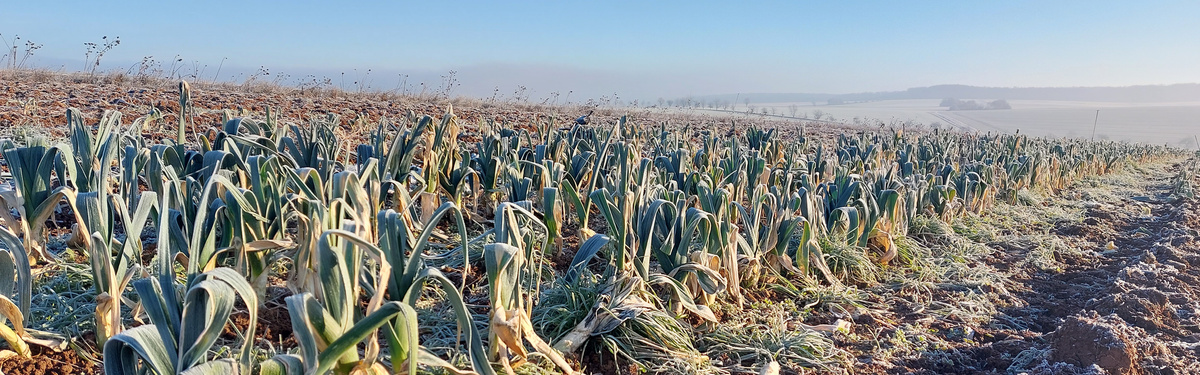 KI generiert: Das Bild zeigt ein Feld mit wachsenden Lauchpflanzen unter frostigen Bedingungen, wobei das Land von Reif bedeckt ist. Im Hintergrund erstreckt sich der frostige, klare Himmel.
