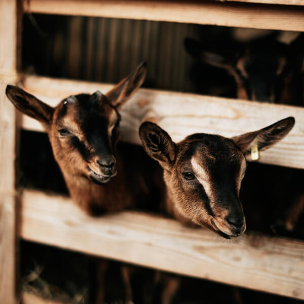 Ziegen auf dem Käsehof