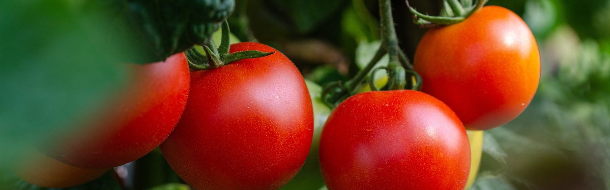 Tomaten