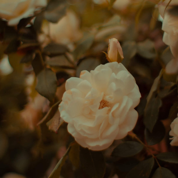 Rosen